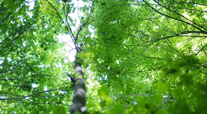 ポカホンタスはディズニー映画の中でもシリアス度MAX